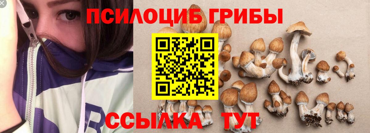 Галлюциногенные грибы Psilocybe Кубинка